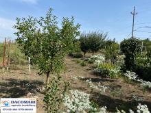 anunt De vanzare Teren  camere Schela Schela
